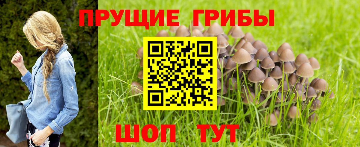дарнет шоп  Галлюциногенные грибы прущие грибы  Вход с VPN  Богородицк 